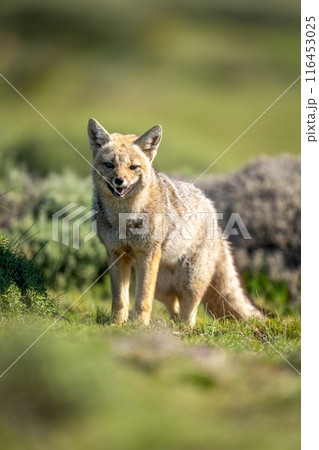 South American gray fox stands opening mouth 116453025
