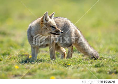 South American gray fox stands turning head 116453026
