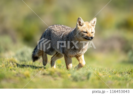 South American gray fox trotting across field South American gray fox trotting across field 116453043