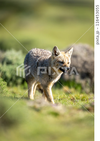 South American gray fox walks opening jaws 116453055