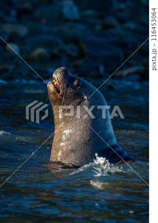 South American sea lion swims opening mouth 116453064