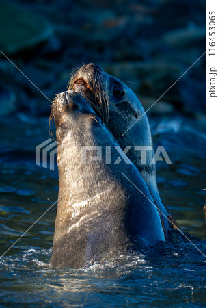 South American sea lions in water playing 116453065
