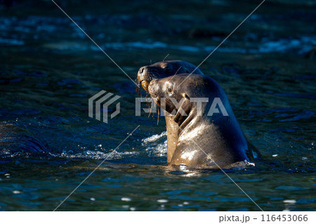 South American sea lions nuzzling in water South American sea lions nuzzling in water 116453066