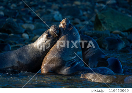 South American sea lions play in shallows 116453069