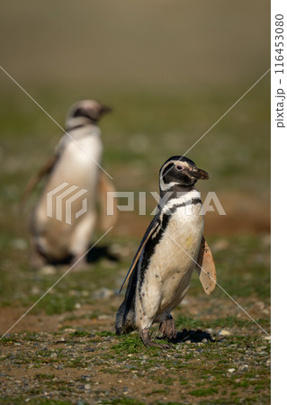 Two Magellanic penguins waddling down grassy slope 116453080