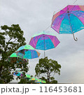 梅雨を吹き飛ばすカラフルな傘 116453681