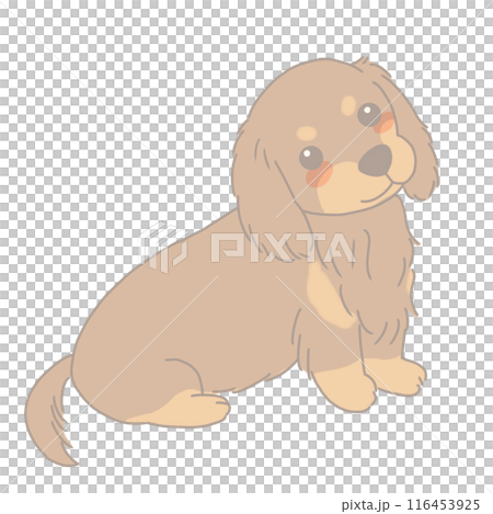 Sitting Dachshund Chocotan 116453925