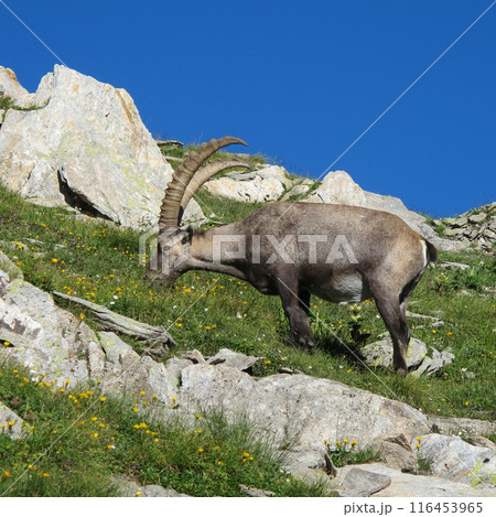 Grazing male alpine ibex with big horns 116453965