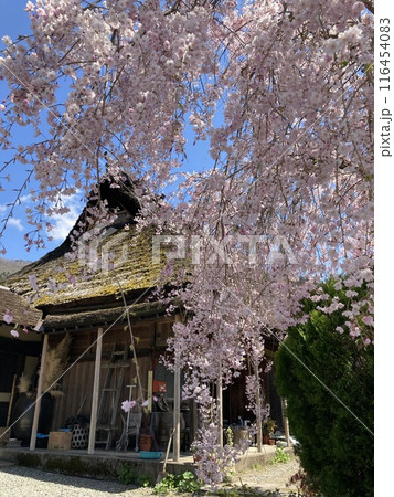 桜に囲まれた山門 116454083