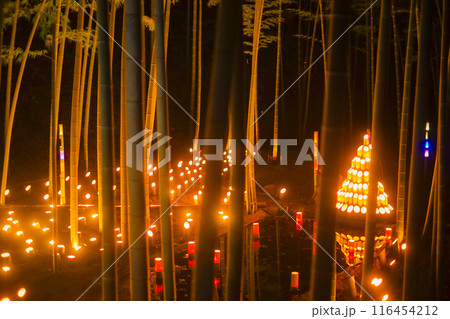 竹林のライトアップ（小机城址市民の森） 116454212