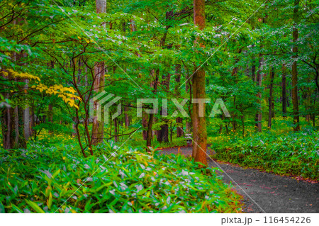 緑豊かな森林の小道 116454226