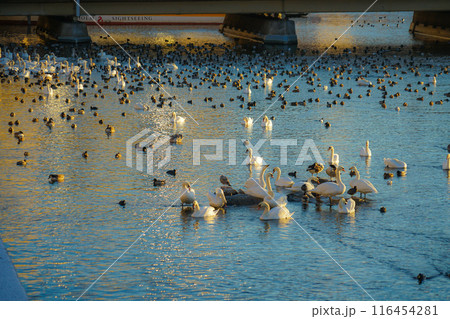 ストックホルム・リラ湖の白鳥郡 ストックホルム・リラ湖の白鳥郡 116454281
