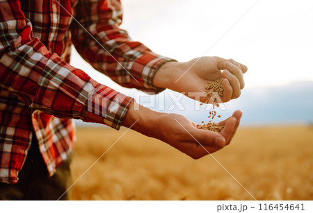 Farmer's hands Close-up pours a handful of wheat grain on a wheat field. Growth nature harvest. Farmer's hands Close-up pours a handful of wheat grain on a wheat field. Growth nature harvest. 116454641
