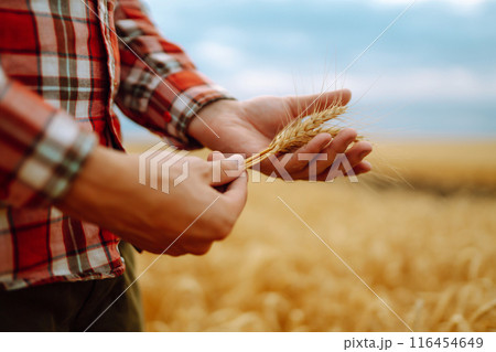 Wheat sprouts in a farmer's hand. Agricultural growth and farming business concept. Wheat sprouts in a farmer's hand. Agricultural growth and farming business concept. 116454649