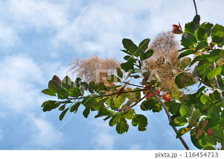 赤胴色のスモークツリーの花（夏、六月） 116454713