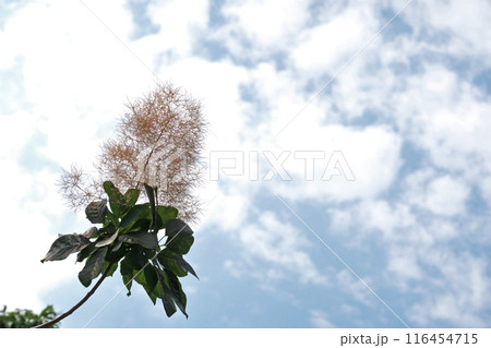 赤胴色のスモークツリーの花（夏、六月） 116454715