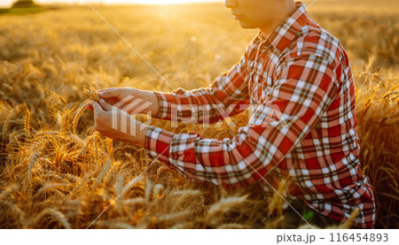 Man touching wheat spikelets in field. Farmer with ears of wheat in a wheat field. Agro business. 116454893