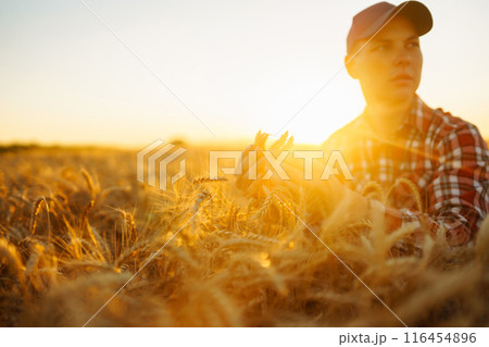 Man touching wheat spikelets in field. Farmer with ears of wheat in a wheat field. Agro business. 116454896
