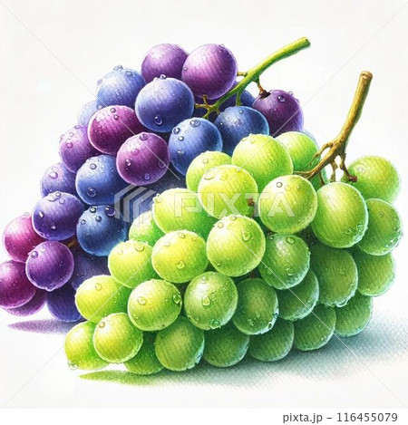 みずみずしい巨峰とマスカットの水彩画風イラスト 116455079