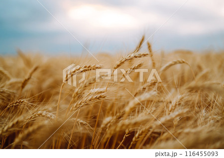 Amazing background of ripening ears of yellow wheat field against blue sky. Golden wheat field. 116455093
