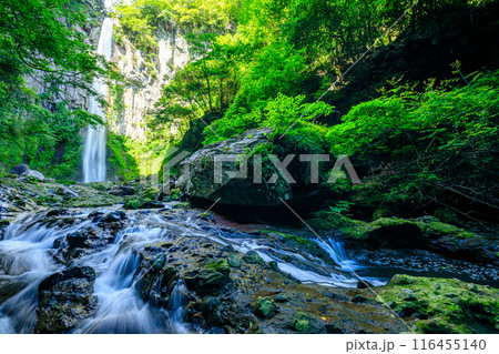 夏の東椎屋の滝 大分県宇佐市 夏の東椎屋の滝 大分県宇佐市 116455140