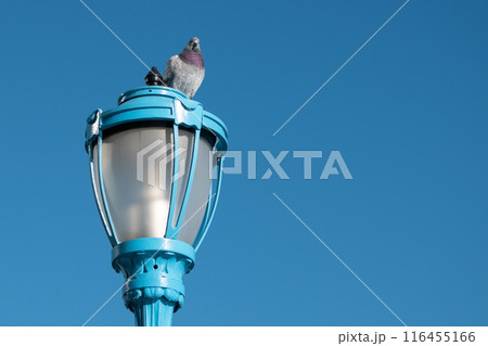 Pigeon in the park, close-up, selective focus. Pigeons sitting on the railing of a bridge in New York City 116455166