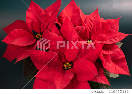 Red poinsettia Christmas flower on a dark background 116455182