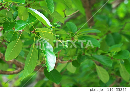 緑色のヒトツバタゴの実（夏、六月） 116455255