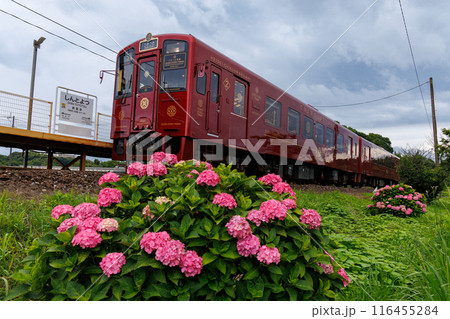 平成筑豊鉄道「ことこと列車」と紫陽花 平成筑豊鉄道「ことこと列車」と紫陽花 116455284