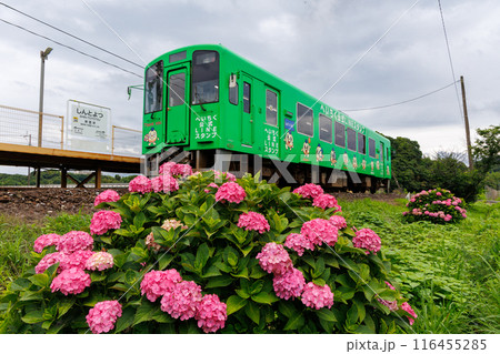 平成筑豊鉄道400型と紫陽花 116455285