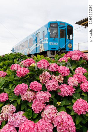 平成筑豊鉄道400型「ちくまるブルー」と紫陽花 116455286