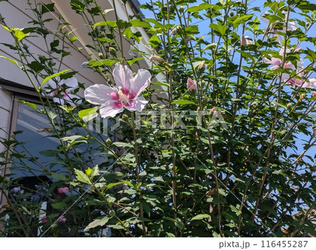初夏の庭に咲くピンク色のフヨウの花 初夏の庭に咲くピンク色のフヨウの花 116455287