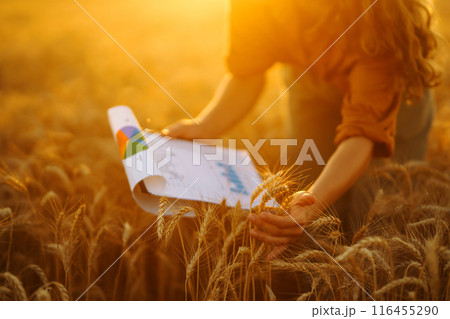 Peasant woman with tablet checks growth progress of wheat field. Smart farming and digital farming. Peasant woman with tablet checks growth progress of wheat field. Smart farming and digital farming. 116455290