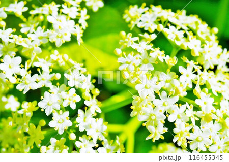 屋外のエルダーフラワーの密集した可愛く小さい花のアップ 116455345