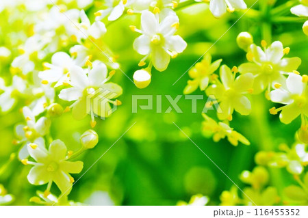 エルダーフラワー（セイヨウニワトコ）のカワイイ花の接写 116455352