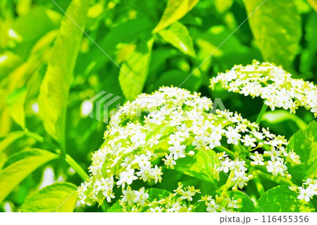 エルダーフラワー(セイヨウニワトコ)の白い花と茂る葉 エルダーフラワー(セイヨウニワトコ)の白い花と茂る葉 116455356