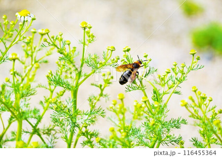 庭のジャーマンカモミールの花に止まる黒い大きめの蜂、ツチバチの接写 116455364