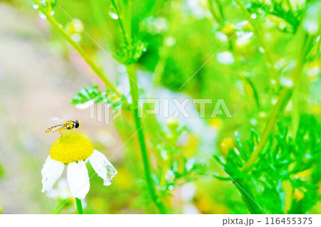 水滴のついたカモミールの花の上に止まる小さなハナアブの花粉媒介者、ヒメヒラタアブ 水滴のついたカモミールの花の上に止まる小さなハナアブの花粉媒介者、ヒメヒラタアブ 116455375