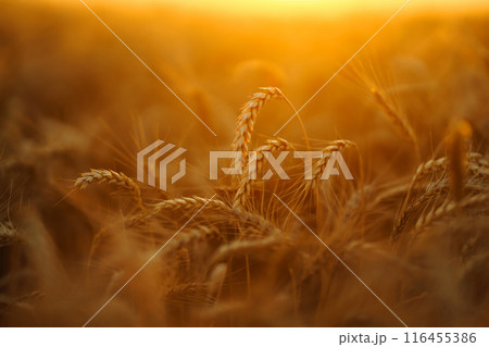 Ears of golden wheat close up at sunset. Growth nature harvest. Agriculture farm. 116455386