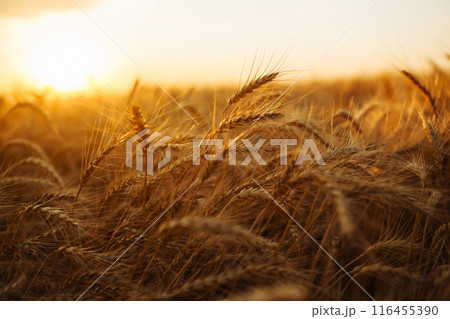 Ears of golden wheat close up at sunset. Growth nature harvest. Agriculture farm. 116455390