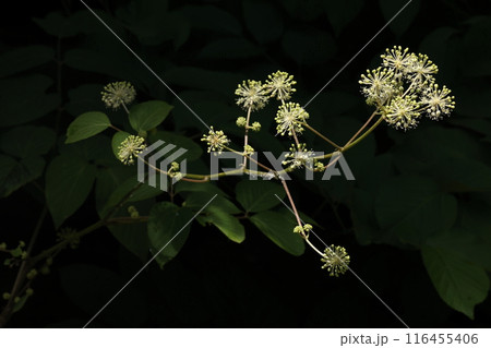 自然 植物 ウド、ウコギ科タラノ木属の多年草。球形の散形花序が花火の様です 自然 植物 ウド、ウコギ科タラノ木属の多年草。球形の散形花序が花火の様です 116455406