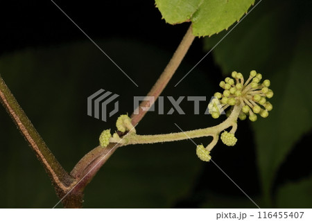 自然　植物　ウド、七月半ば。開花した花がある一方新しい花茎が伸び始めています 116455407