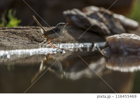 Black chested Prinia in Kruger National park, South Africa 116455469