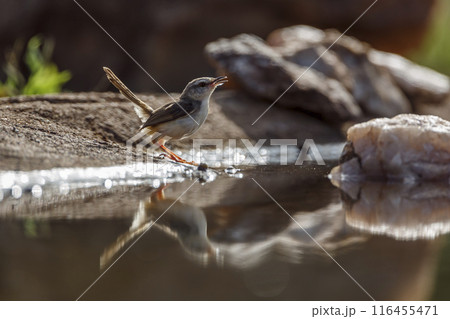 Black chested Prinia in Kruger National park, South Africa 116455471