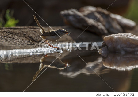 Black chested Prinia in Kruger National park, South Africa 116455472