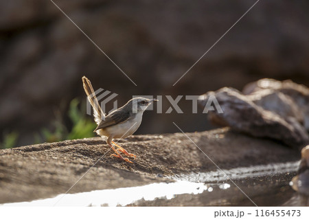 Black chested Prinia in Kruger National park, South Africa 116455473