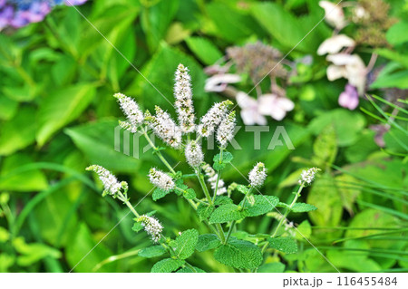 マルバハッカの白い花（夏、六月） 116455484