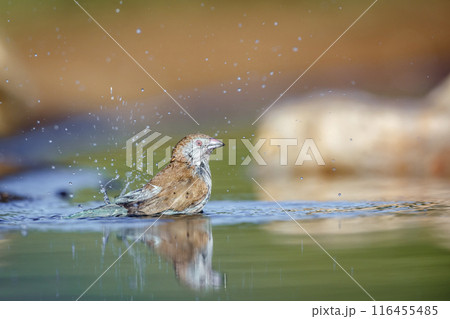 Blue breasted Cordonbleu in Kruger National park, South Africa 116455485