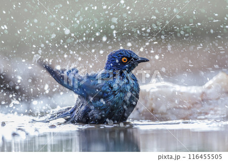 Cape Glossy Starling in Kruger National park, South Africa Cape Glossy Starling in Kruger National park, South Africa 116455505