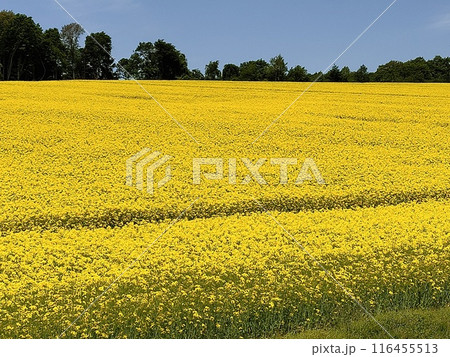 菜の花畑・安平町 116455513